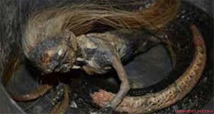 人头蛇身怪物震惊全球 人头蛇身怪物震惊全球