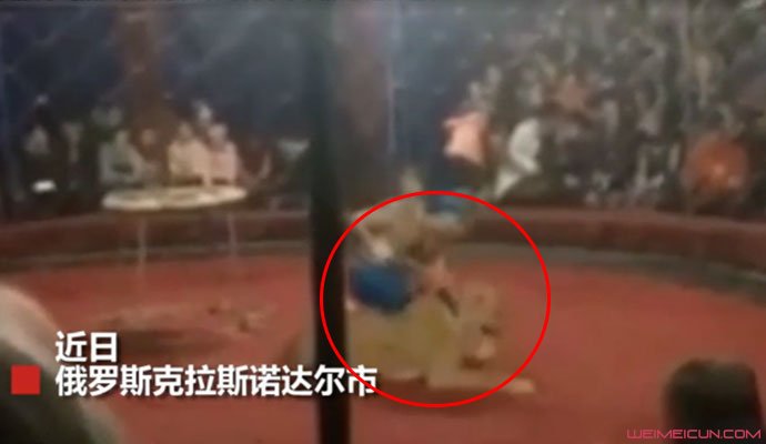 马戏团狮子咬女孩 马戏团狮子咬女孩