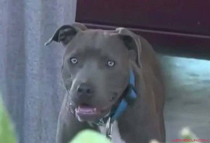 大斗牛犬 大斗牛犬