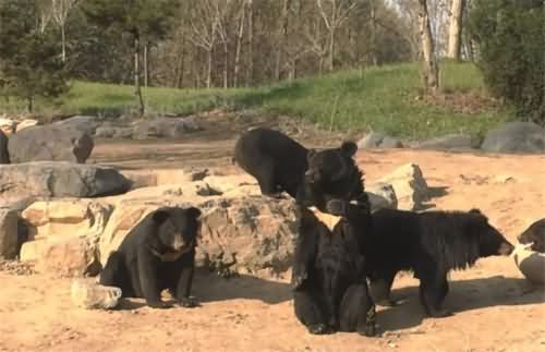 野生动物园下车砸熊 野生动物园下车砸熊