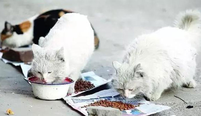收养流浪猫狗感染