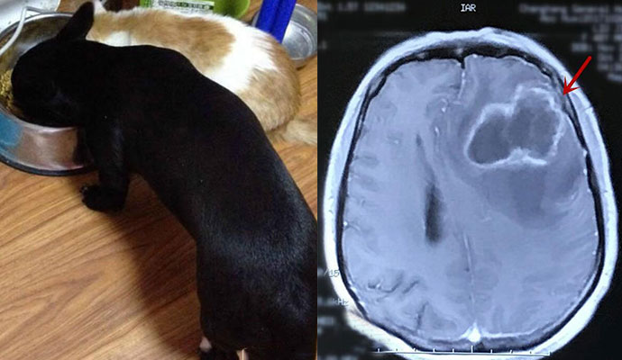 收养流浪猫狗感染
