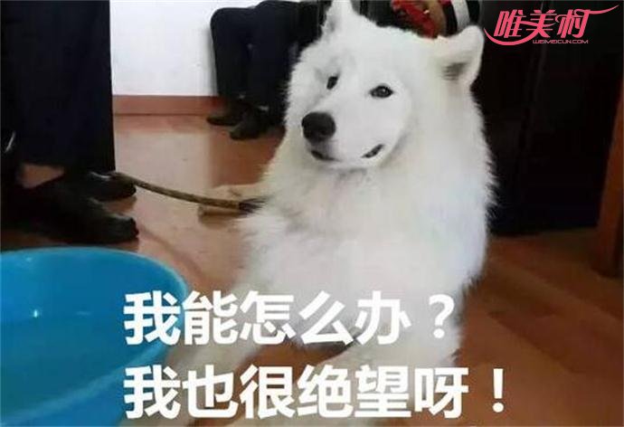 萨摩耶吃穷交警队 萨摩耶吃穷交警队