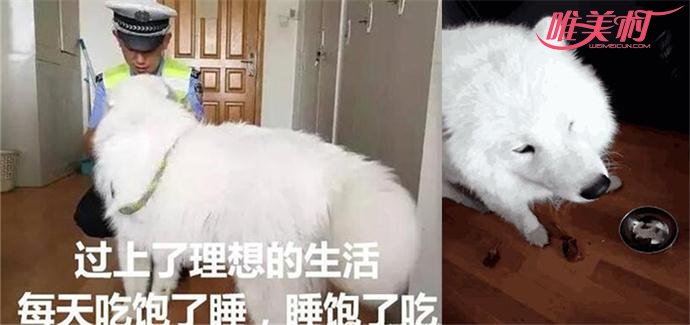 萨摩耶吃穷交警队 萨摩耶吃穷交警队