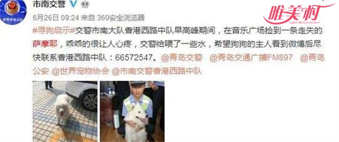 交警捡到萨摩耶 交警捡到萨摩耶