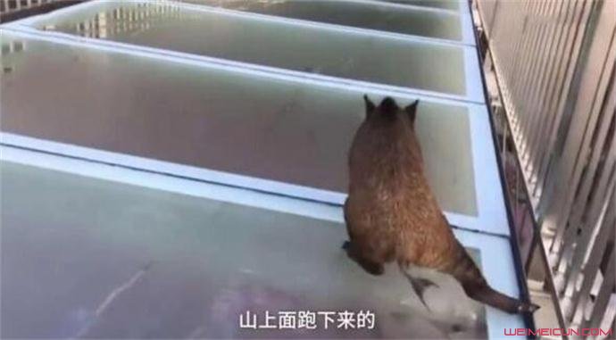 山猪误闯玻璃天桥怎么回事 山猪误闯玻璃天桥怎么回事