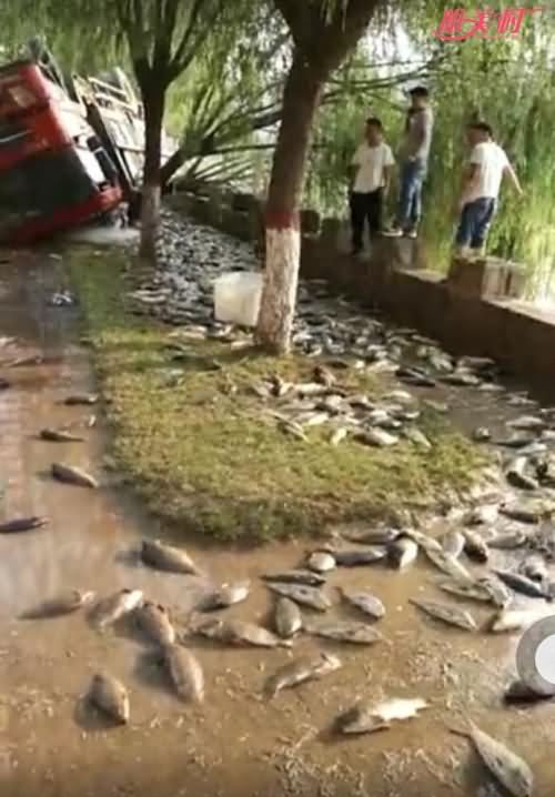 水产车侧翻 水产车侧翻