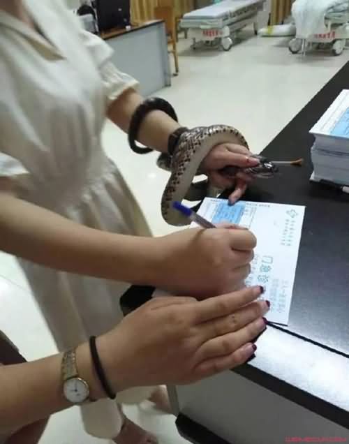 抓着蛇看急诊 抓着蛇看急诊