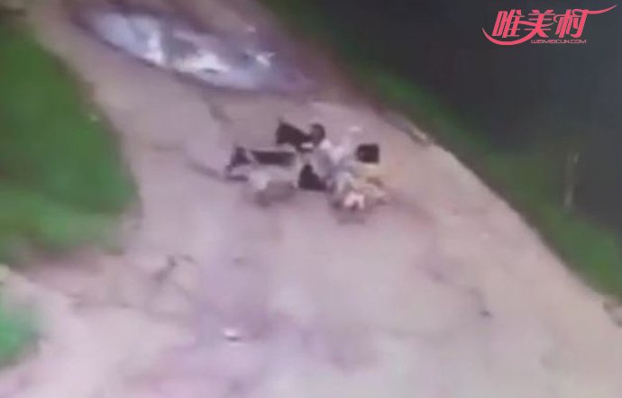 被犬咬死 被犬咬死