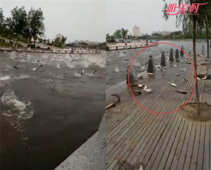 公园大批鲢鱼跳跃 公园大批鲢鱼跳跃