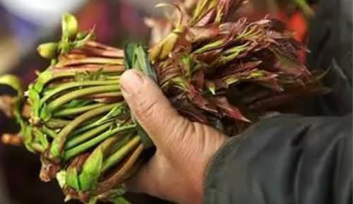 大爷卖椿芽到深夜,大爷卖椿芽,大爷