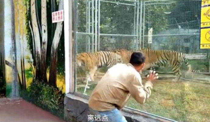 男子动物园里挑逗老虎 男子动物园里挑逗老虎