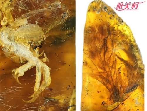 琥珀中发现古雏鸟