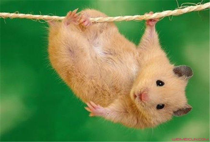 竹鼠 竹鼠