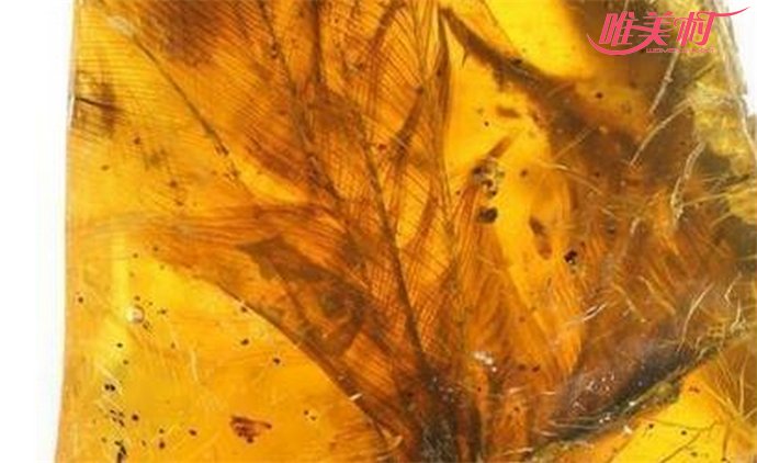 琥珀中发现古雏鸟 琥珀中发现古雏鸟