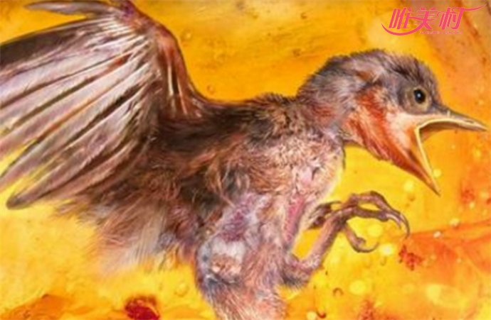 琥珀中发现古雏鸟 琥珀中发现古雏鸟