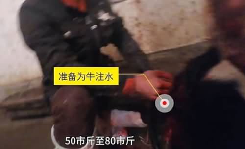 一头牛注水60斤 一头牛注水60斤
