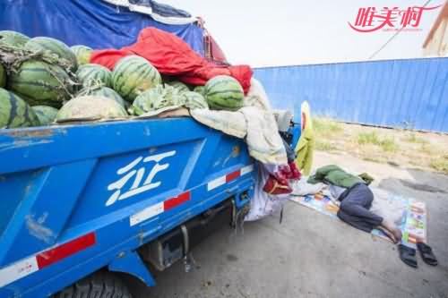 西瓜遭疯抢 西瓜遭疯抢
