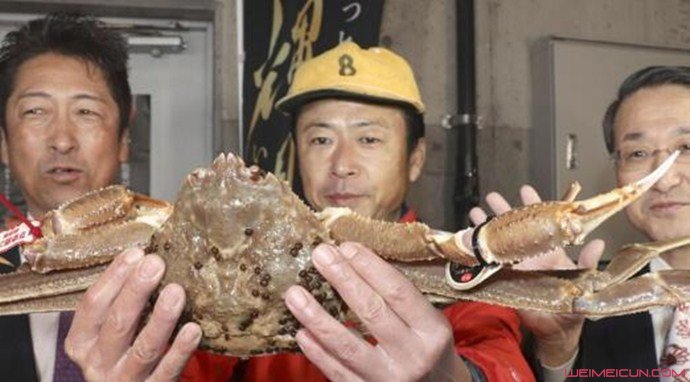 日本螃蟹500万 日本螃蟹500万
