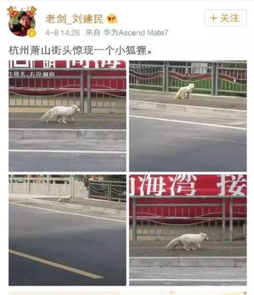 北极白狐闯入高中 北极白狐闯入高中
