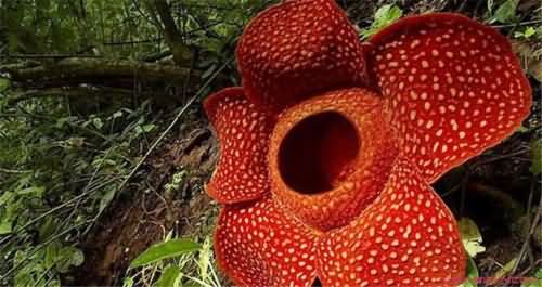 世界上最恐怖的花有哪些 世界上最恐怖的花有哪些