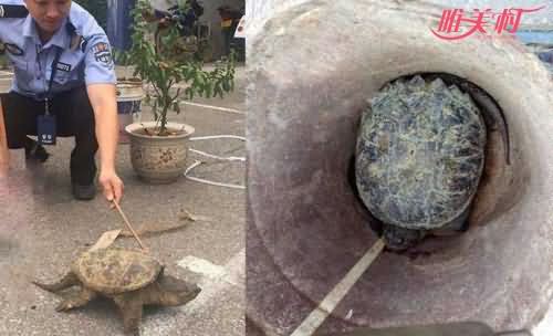老汉菜地捡到大龟 老汉菜地捡到大龟