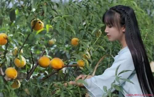 李子柒家的院子在哪里 李子柒家的院子在哪里