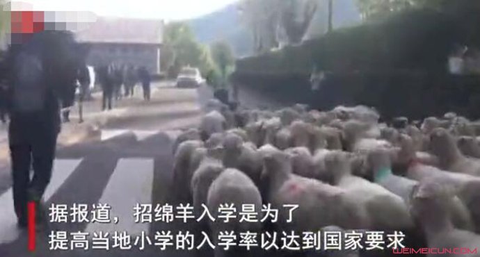 15只羊登记入学原因曝光 15只羊登记入学原因曝光
