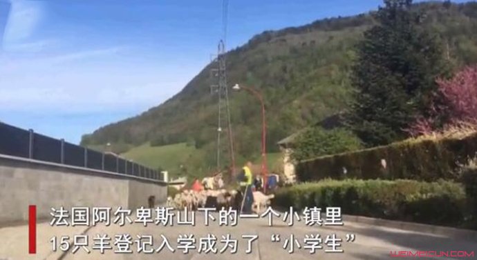 15只羊登记入学 15只羊登记入学