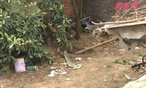 男子杀妻埋尸院中达5年 男子杀妻埋尸院中达5年