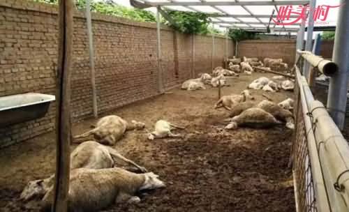 山东销毁毒大葱 百只羊中毒死亡引发一宗严重食品安全案件