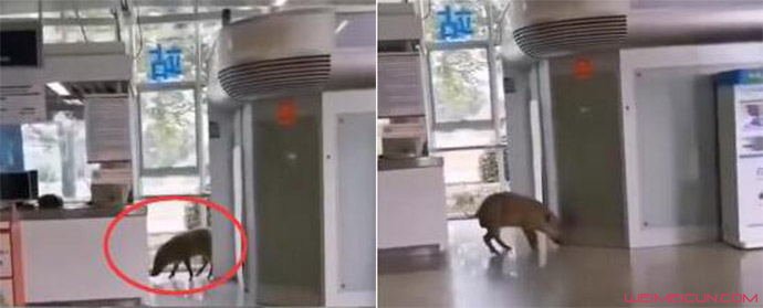 野猪误入南京地铁 野猪误入南京地铁