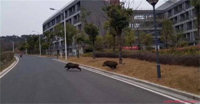 南大“校猪” 南大“校猪”