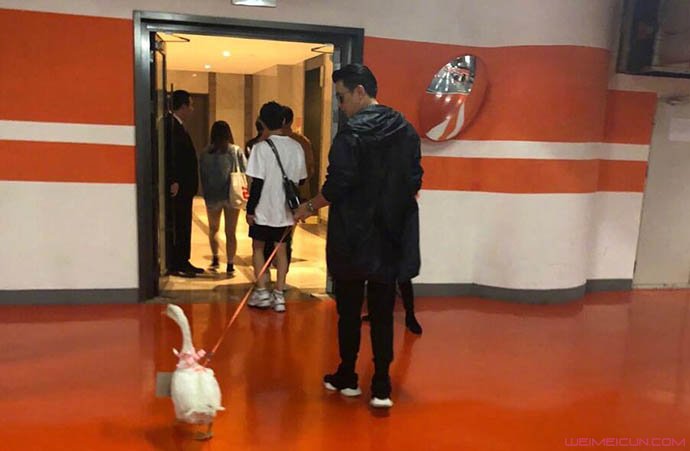 保剑锋被粉丝送鹅怎么回事