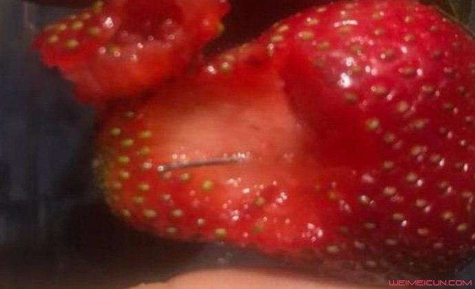 澳大利亚草莓藏针 澳大利亚草莓藏针