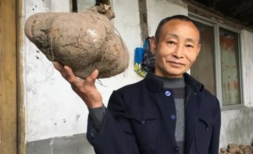 村民挖巨无霸红薯 村民挖巨无霸红薯
