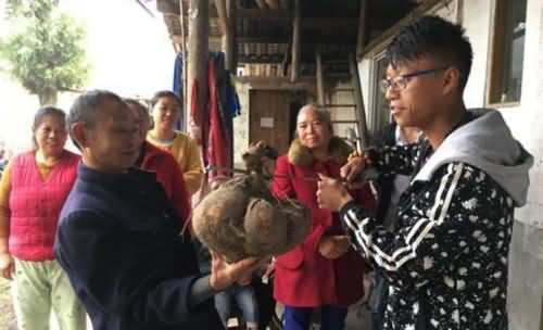 村民挖巨无霸红薯 村民挖巨无霸红薯