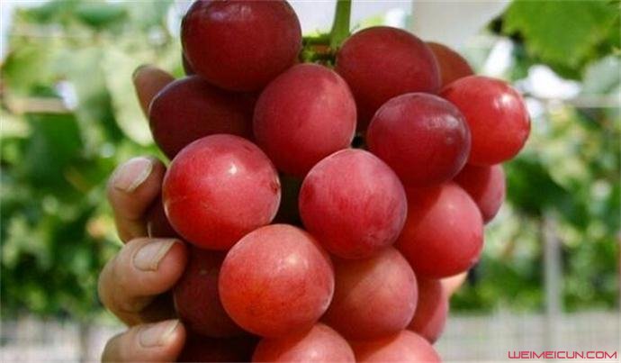 一串葡萄7.6万 一串葡萄7.6万