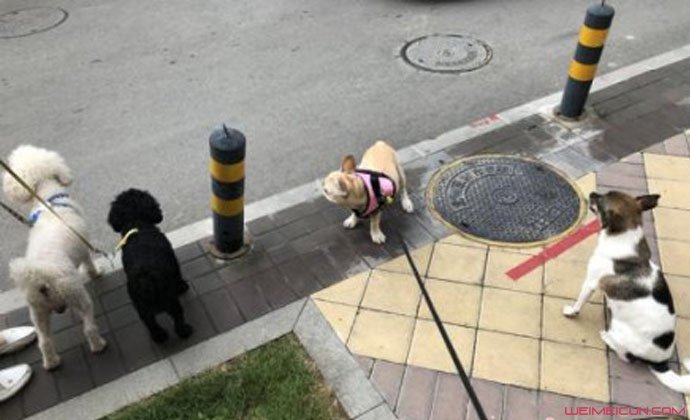 毒狗药异烟肼