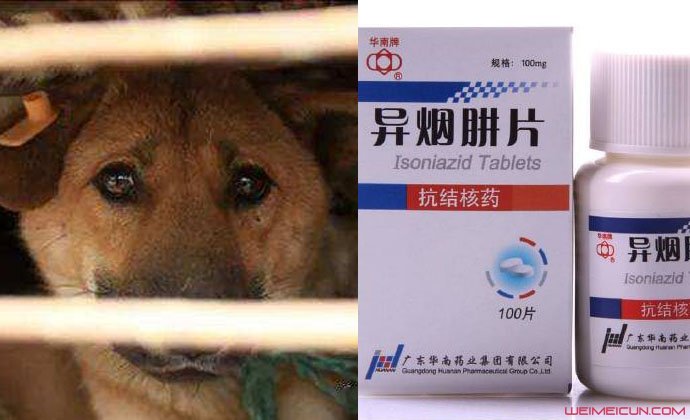 毒狗药异烟肼