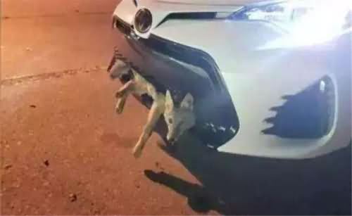 女司机开车撞上狼 