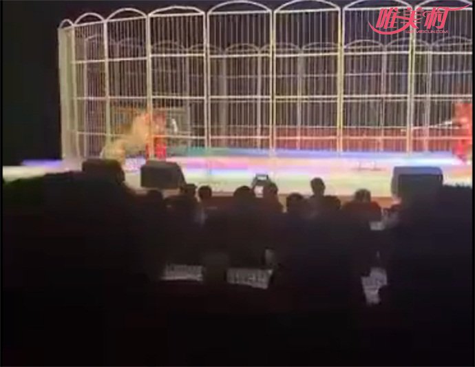 老虎扑倒驯兽师 老虎扑倒驯兽师