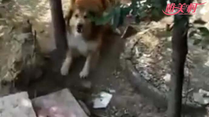 袭击主人的牧羊犬