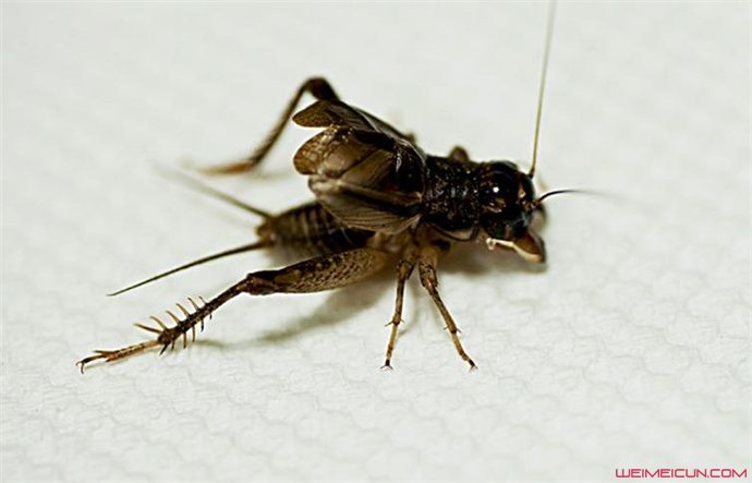 蟋蟀吃什么打斗力最强 家里有蟋蟀预示着什么