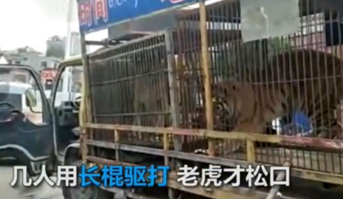 大爷喂老虎手被咬