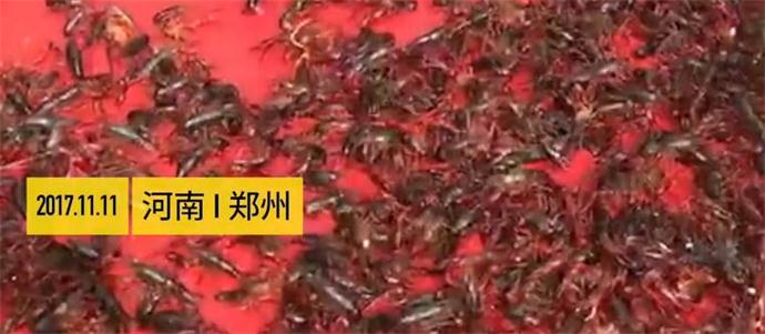 400斤龙虾走红毯现场图片 400斤龙虾走红毯现场图片