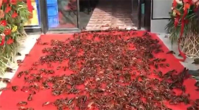 400斤龙虾走红毯图片 400斤龙虾走红毯图片