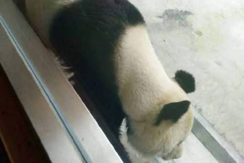 大熊猫成皮包骨 大熊猫成皮包骨