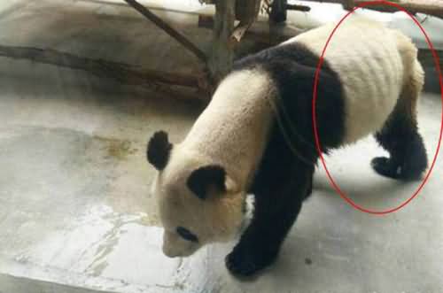 大熊猫变瘦 大熊猫变瘦