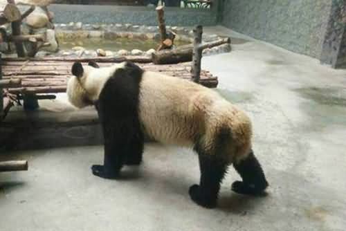 大熊猫 大熊猫